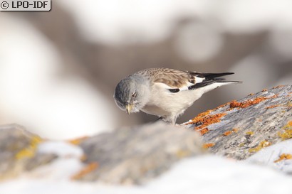 Niverolle alpine