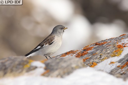 Niverolle alpine