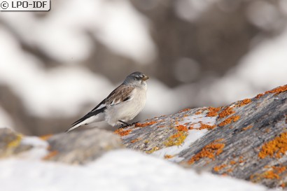 Niverolle alpine