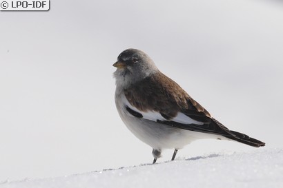 Niverolle alpine