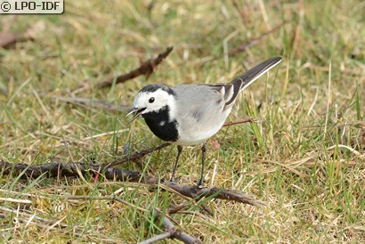Bergeronnette grise