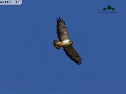 Buse variable