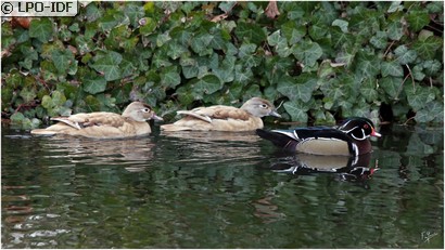 Canard carolin