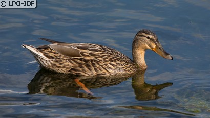 Canard colvert