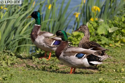 Canard colvert