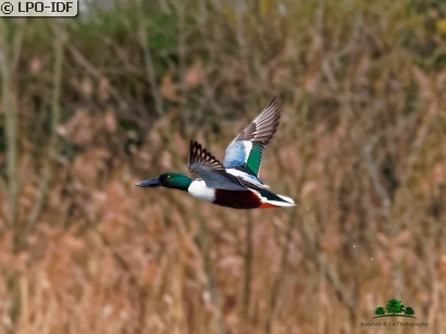 Canard souchet