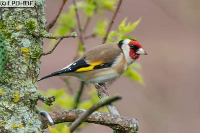 Chardonneret élégant