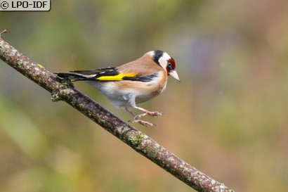Chardonneret élégant
