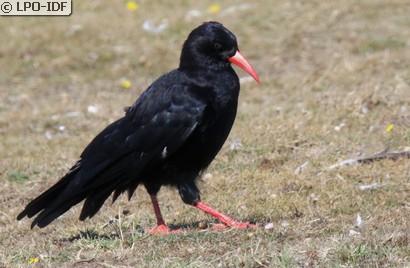 Crave à bec rouge