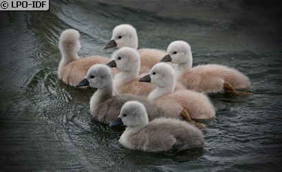 Cygne tuberculé