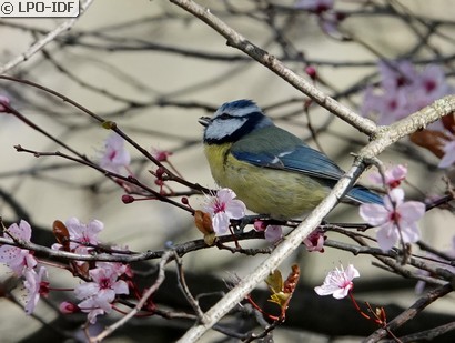 Mésange bleue