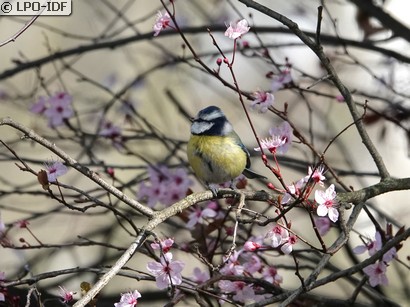 Mésange bleue