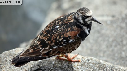 Tournepierre à collier