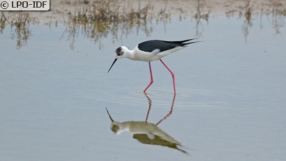 Échasse blanche