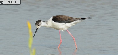 Échasse blanche