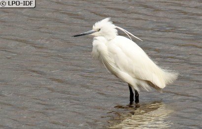 Aigrette garzette