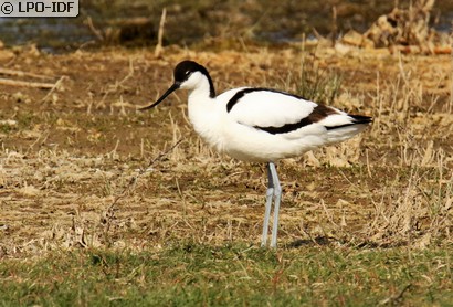 Avocette élégante