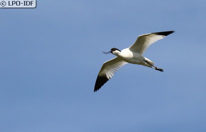 Avocette élégante