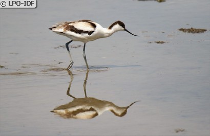 Avocette élégante