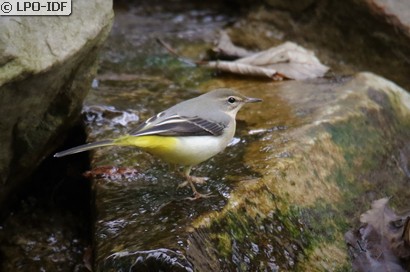 Bergeronnette des ruisseaux