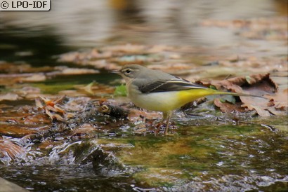 Bergeronnette des ruisseaux
