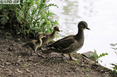 Canard mandarin