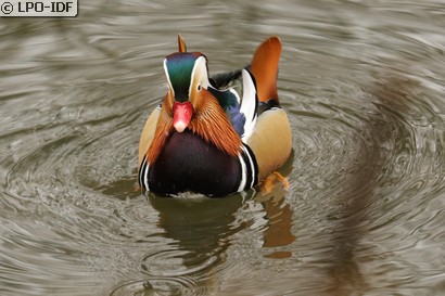 Canard mandarin
