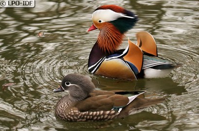 Canard mandarin