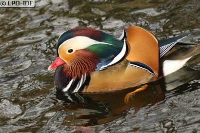 Canard mandarin