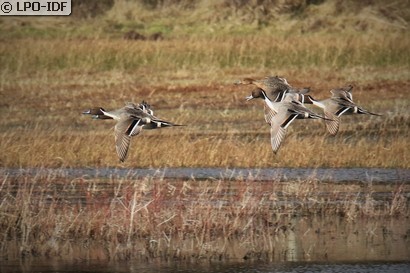 Canard pilet
