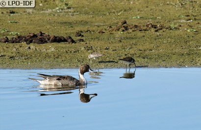 Canard pilet