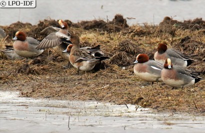 Canard siffleur