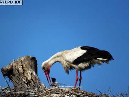 Cigogne blanche