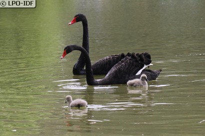 Cygne noir