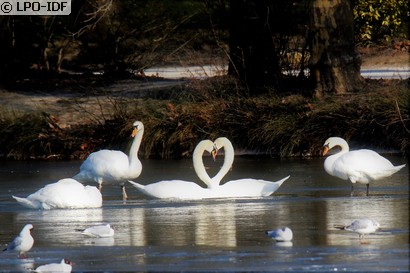 Cygne tuberculé