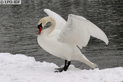 Cygne tuberculé