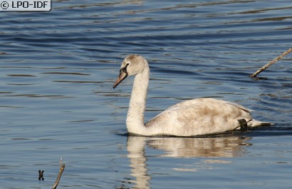 Cygne tuberculé