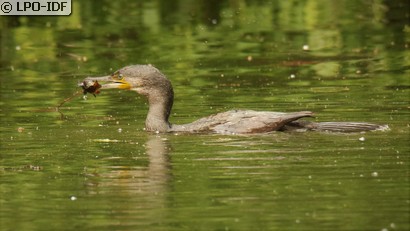 Grand Cormoran