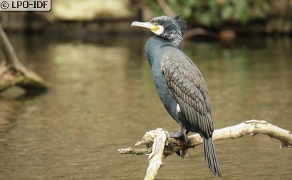 Grand Cormoran