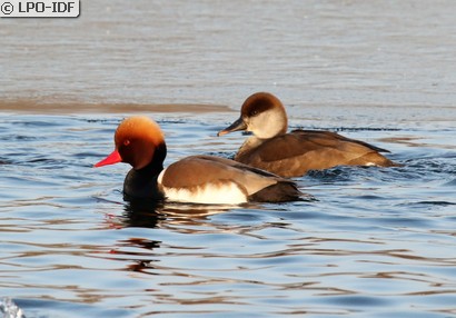 Nette rousse