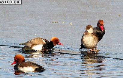 Nette rousse