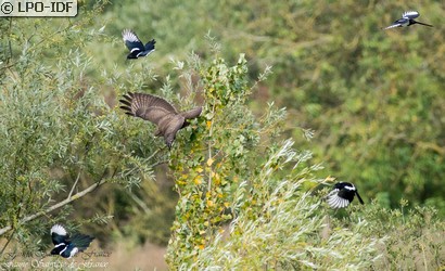 Buse variable