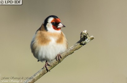 Chardonneret élégant