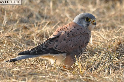 Faucon crécerelle