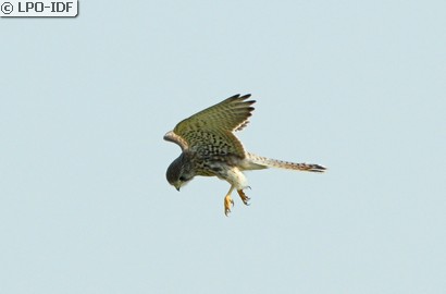 Faucon crécerelle