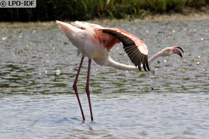 Flamant rose