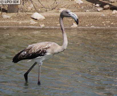 Flamant rose
