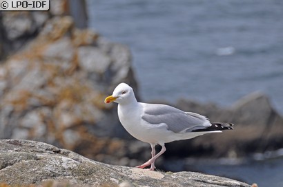 Goéland argenté