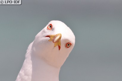 Goéland argenté