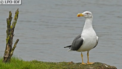 Goéland marin